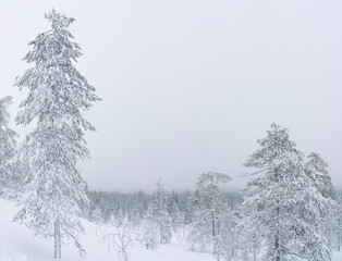 snow covered pine trees in the winter Lapland mountain forest. Arctic circle snowy weather, cold snowy winter day 