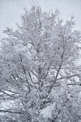 雪の大木01