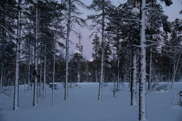 Winter in the forest, pines, trees  covered in snow winter and the village inside the Arctic Circle. Lapland, Finland. Winter sunrise 