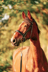 A brown horse head, with a bridle, in the autumn evening sun