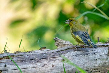 A greenfinch sitting on a tree trunk, seen from behind. A natural green blurred background