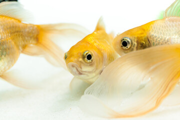 Goldfish facing camera swimming in freshwater aquarium