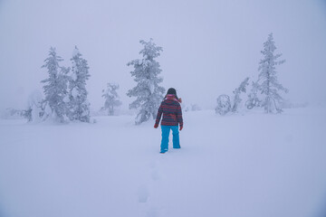 Young woman from behind  walking in winter forest. Lapland, Finland. Adventures in the snow 