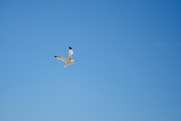Ravda, Bulgaria. May 2014. Seagull flies in the sky Blue sky