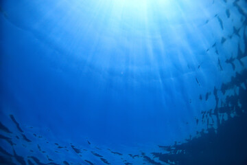 lake background water underwater abstract / fresh water diving background nature underwater ecosystem background
