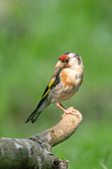 European Goldfinch, Carduelis carduelis. Looks back, sitting on a branch. Green background