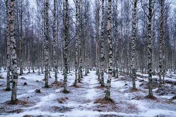 Birch tree forest winter day scene.  black and white pattern on the trees. Small water stream in the forest. Background image, Finland, Lapland, first snow in the woods