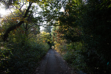 Fototapeta premium 秋の散歩道