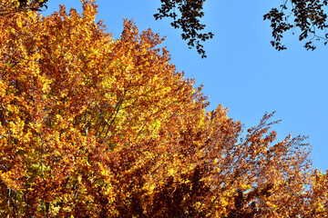 Fototapeta na wymiar Goldene Herbstfarben