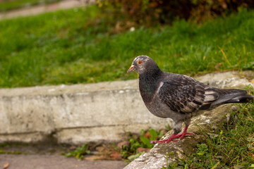 pigeon in the park