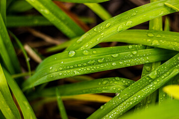 dew on a grass