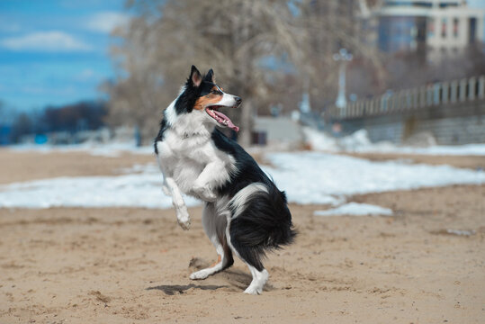 The obedient dog dances on its hind legs vertically on a sandy beach in spring
Trained dog tricks on sunny day on shore
Dog cross between border collie and shelti 