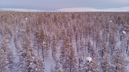 Aerial drone shot of the forest covered in snow winter and the village inside the Arctic Circle. Lapland, Finland. Winter sunrise 