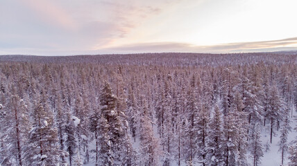 Aerial drone shot of the forest covered in snow winter and the village inside the Arctic Circle. Lapland, Finland. Winter sunrise 