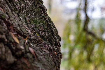 bark of a tree