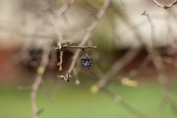 Dead berry on the tree