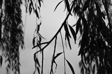 silhouette of a tree