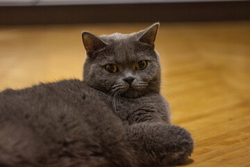 cat on the floor