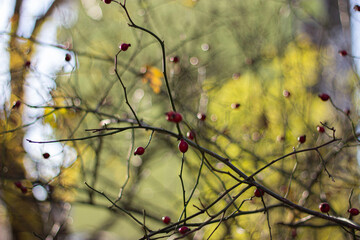 berries on a branch