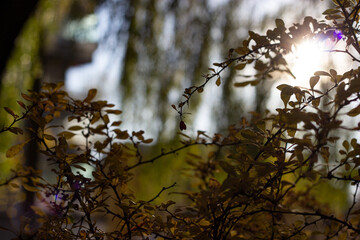 autumn leaves in the forest