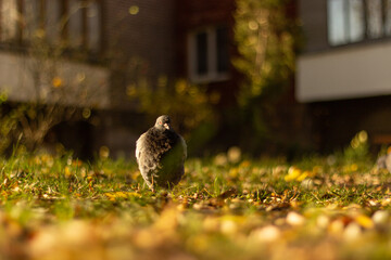 pigeon in the evening grass