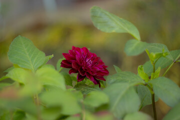 Purple flower in the park