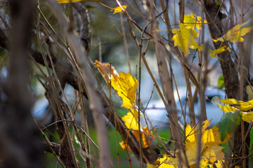 yellow flowers in the grass