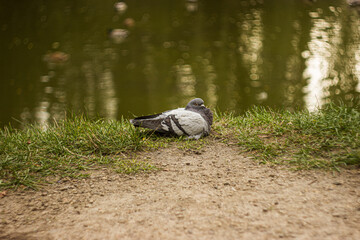 pigeon on the autumn grass