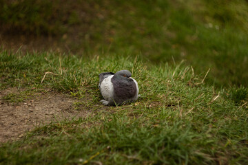 pigeon on the autumn grass