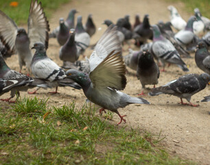 pigeons in the autumn park