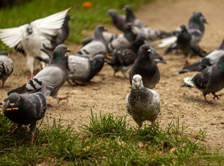 flock of pigeons in the autumn park