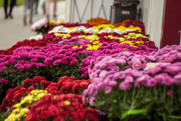 colorful flowers in the garden