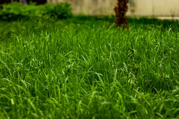 green grass on a day