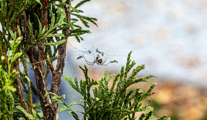 A spider in the autumn