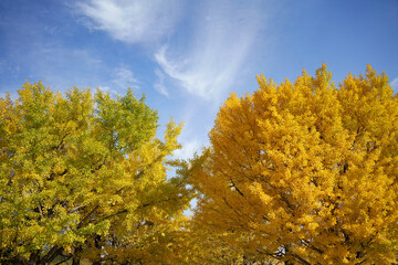 Fototapeta premium イチョウ並木のクローズアップ【Close-up of ginkgo trees】