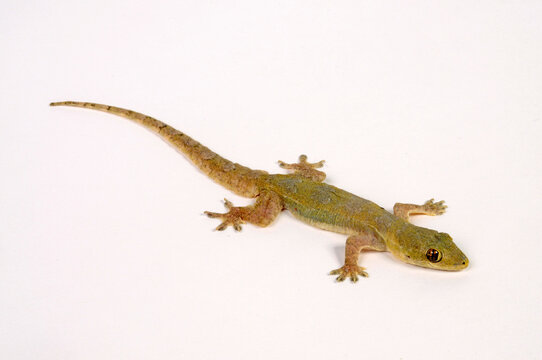 Common house gecko // Asiatischer Hausgecko (Hemidactylus frenatus)