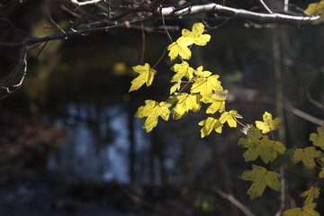 Bright autumn leaves on tree branches in the forest