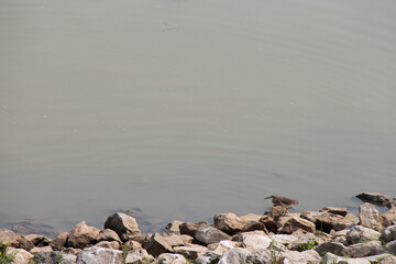 bittern along a river in thailand