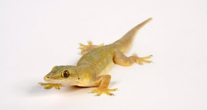 Common house gecko // Asiatischer Hausgecko (Hemidactylus frenatus)