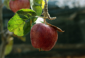 red apple on branch