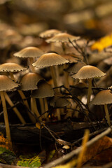 In the autumn forest, many mushrooms of the same species have grown from the litter. Autumn background .