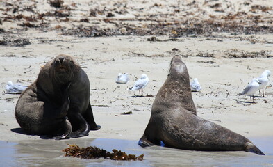 Australian Sea lions having a rest on Shoalwater Islands Marine 