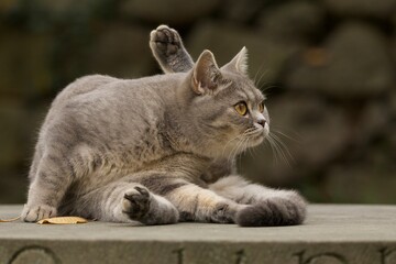 Cats 2