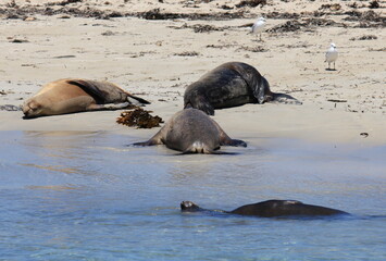 Australian Sea lions having a rest on Shoalwater Islands Marine 