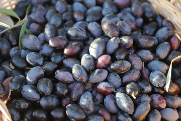 Olive