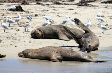 Australian Sea lions having a rest on Shoalwater Islands Marine 