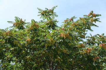 Fototapeta na wymiar Pinkish green seeds in the leafage of Ailanthus altissima in August