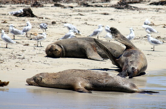 Australian Sea Lions Having A Rest On Shoalwater Islands Marine 