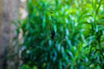 Spider Nephila inaurata on Reunion Island hanging on its web