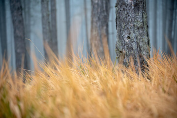 Pine trunk in yellow dry grass in forest close up, natural eco background and texture